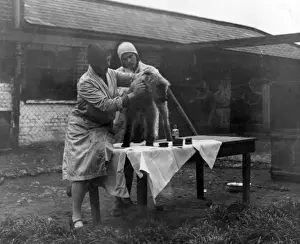 Wire Haired Terriers Drucke: Grooming a Terrier