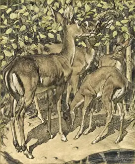 Gruppe der Hirsche