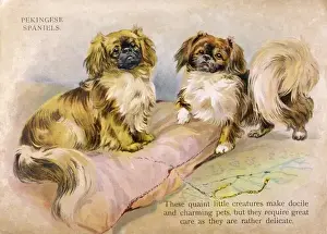 Antique Canine Art Drucke: Group of Pekingese / 1918