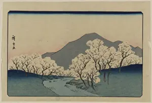 Japanese Cherry Trees Drucke: A Grove of Cherry Trees