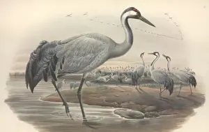 Eurasian Crane Pictures Drucke: Grus grus, common crane