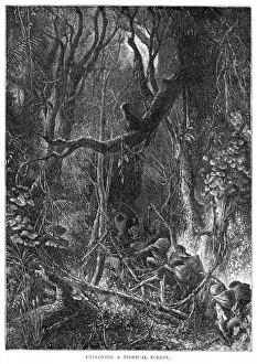Dense Jungle Scene Drucke: Guatemala Jungle