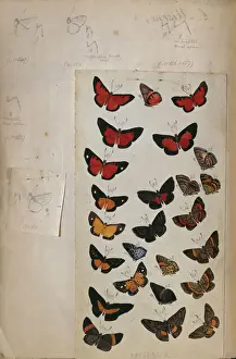 Verwandte Bilder Drucke: H.W.Bates illustriertes Notizbuch