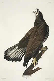 Vogel Drucke: Bald Eagle (Haliaeetus leucocephalus)
