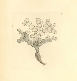 George Shaw Illustrations Drucke: Halimeda tuna algae