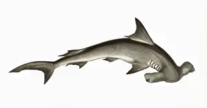Drucke von Zahnkopfhaiusche, Mitglied der Familie Sphyrnidae; Datum: 1862 Hammerkopfhai Drucke: Zahnkopfhaiuselwulf