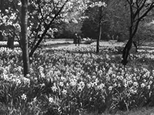 Springtime In England Drucke: Hampton Court Daffodils