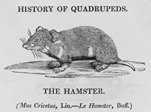 British Wildlife Images Online Drucke: Hamster (Bewick)