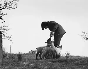 Britain Farming History Drucke: Hand-Reared Lambs
