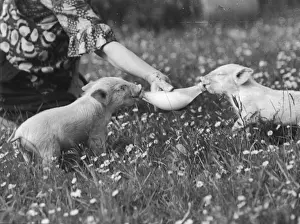 Händeliches Aufzucht von Schweinchen
