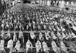 HMS Illustrious Aircraft Carrier Drucke: Hangar deck of HMS Illustrious