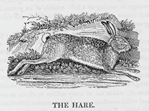 Drucke von Der Hasen ist harmlos und unverdächtig. Er fürchtet jeden Gefahr und hört auf alles Alarm, ständig wachsam Hase Drucke: Ree (Bewick)