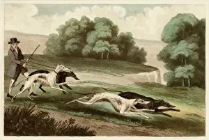 Wilde Jagd auf Hunden