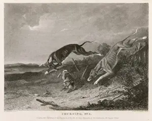 Wurf der Hase 1835
