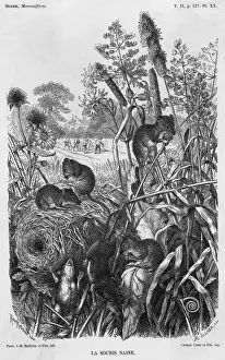 Drucke von Mikrosmylus minimus, europäische Wildmaus und ihr Nest im Getreidefeld Minutus Drucke: Ernte Maus