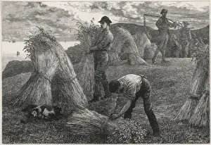Historical Farming Practices UK Drucke: Harvesting Corn 1877