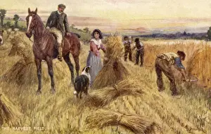 Britain Farming History Drucke: Harvesting by Hand