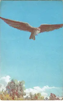 Birds Of Prey Art Drucke: The Hawk by Edward Knoblauch