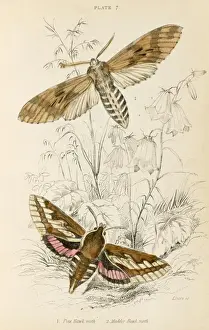 Vintage Insect Prints Drucke: Two Hawk Moths
