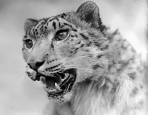 Kopf eines Leopards