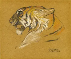 Historical Animal Prints Online Drucke: Head of a tiger