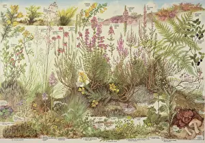 Domestic Dog In Nature Drucke: Heathland