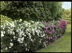 Rosa Species Drucke: Hedge of roses
