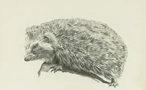 Raymond Sheppard Art Drucke: A hedgehog