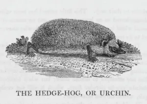 Eichhörnchen (Bewick)
