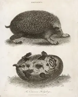 Drucke von Ein häufiger Echse, gesehen aus zwei verschiedenen Perspektiven Igel Drucke: Echse/Einfacher Eidechsenfrosch 1803