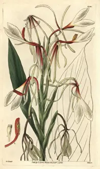 William Hooker Botanical Prints Drucke: Hedychium acuminatum
