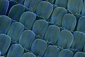 Electron Microscope Images Drucke: Heliconius doris, doris longwing