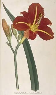 Summer Blooms Photography Drucke: Hemerocallis Fulva