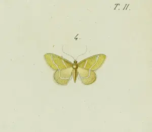 Arthropod Fauna Drucke: Hemithea squalidaria