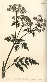 Conium maculatum als Hemmlöwe oder Großes Knabbergras