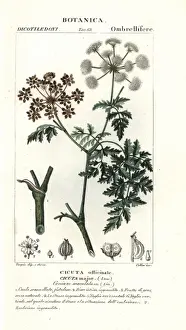 Conium makulaum