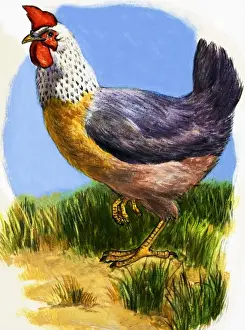 Farm Animal Prints Drucke: Hen