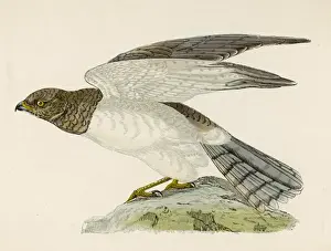 Birds Of Prey Illustrations Drucke: Hen Harrier (Morris)