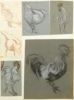Hähne und Kuckucks