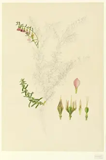 Franz Andreas Bauer Artwork Drucke: Hermannia sp