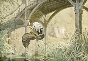 Heron In Flight Drucke: Heron taking flight
