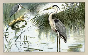 Water Birds Images Drucke: Two herons