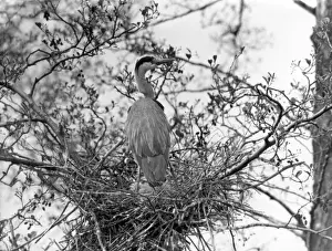 Vintage Bird Images Drucke: Herons Nest