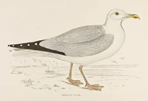Antique Bird Prints For Sale Drucke: Herring Gull (Morris)