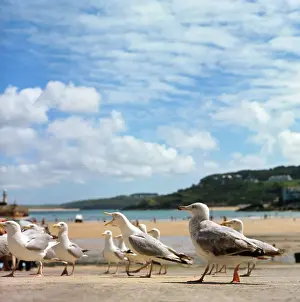 St Ives Beach Scene Drucke: Herring gulls at St Ives, Cornwall