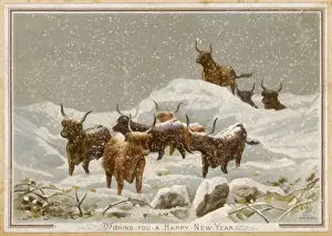 Scottish Highlands Winter Scenes Drucke: Highland Cattle Winter