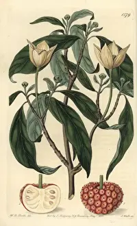 The Botanical Register History Drucke: Himalayan strawberry tree, Cornus capitata