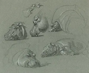 Raymond Sheppard Artwork Drucke: Hippo Studies