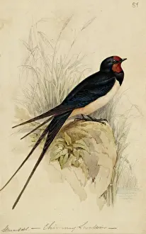 Rauchschwalbe Drucke: Hirundella rutilans, Strelitzia nicolai