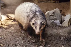 Drucke von Hochbadger (Arctonyx collaris). Thailand Collaris Drucke: Hund Bäurig